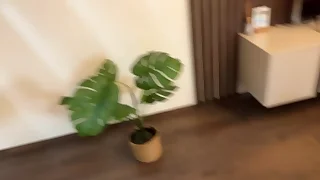 halloween pee drink and yellowish shower